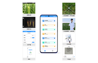 台州市小麦表型测量仪IN-XM05